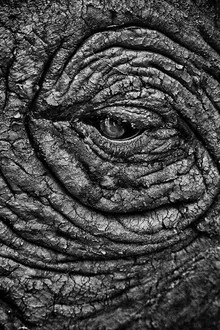 Close-up of a rhino with an intense gaze, soft colors and a natural setting.