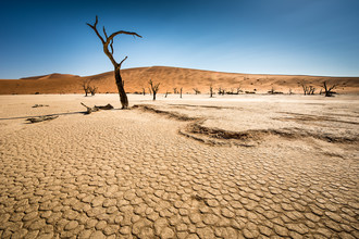 Michael Stein, Dead Trees in Dead Vlei #01 - Namibia, Africa)