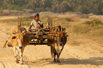 Marc Rasmus, Bullock Cart Boy