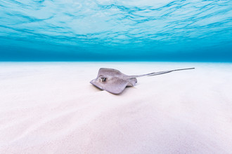 Boris Buschardt, Stingray (Cayman Islands, Latin America and Caribbean)