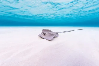 Stingray - Fineart photography by Boris Buschardt