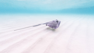 Boris Buschardt, Stingray (Cayman Islands, Latin America and Caribbean)