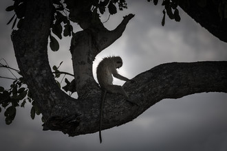 Marc Rasmus, Baboon Yoga