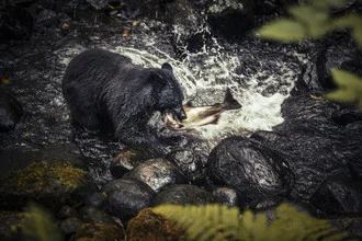 Photo art by Jan Eric Euler: A bear catches a salmon in British Columbia's nature.