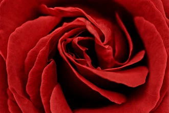 Photo art by Anja Ott: detailed capture of a red rose in soft colors