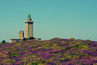 Beautiful coastal landscape with blooming heath and a distant lighthouse