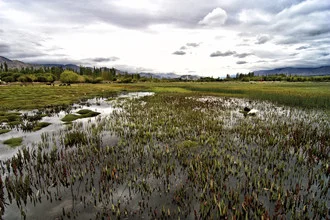 Photo art by Jagdev Singh: tranquil marsh landscape with soft colors