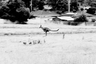 Fotokunst von Conny Uhlhorn: Känguru springt in der australischen Landschaft