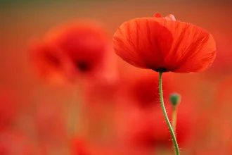 Photo art by Wiltrud Doerk: delicate poppy flowers in bright red