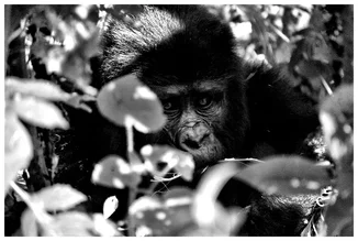 Photo art by David Samaranch Rebull: Gorilla in a natural pose in the jungle