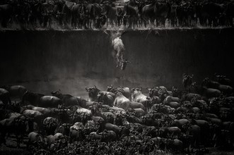 Nicole Cambré, The Great Migration