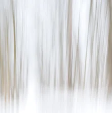 Winter path surrounded by snow-covered trees, creating a calm atmosphere.