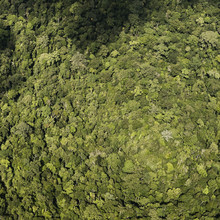 Jonas Bach, Rainforest (Indonesien, Asien)
