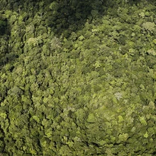 Photo art by Jonas Bach: aerial view of a tranquil rainforest in Indonesia