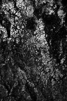 Close-up of tree bark in black and white with delicate structures and patterns.