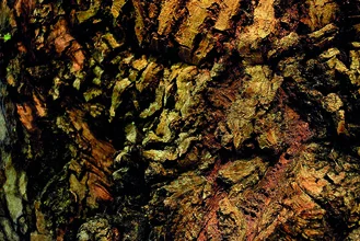 Close-up of tree bark showcasing fine textures and natural colors