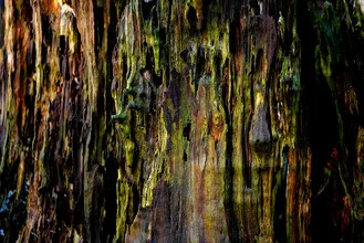 Photo art: close-up of a tree trunk with detailed bark texture