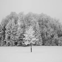 Wandbild: ruhiger Winterwald mit schneebedeckten Bäumen in sanften Grautönen