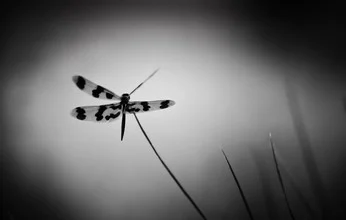 Photo art by Hannes Ka: detailed close-up of a dragonfly in black and white.