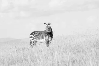 Zebra in der Natur: ruhiges Tier, das allein auf einer Weide steht