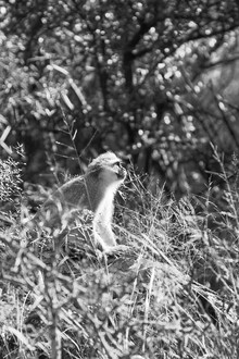 Eva Stadler, Vervet monkey