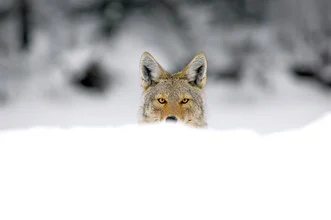 Close-up of a wolf with intense eyes gazing into the snow.