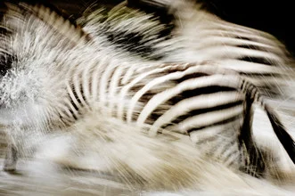 Photo art by Simone Sbaraglia: zebras in dynamic motion across the savanna