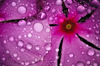 Photo art featuring water droplets on a flower, soft colors and clear details