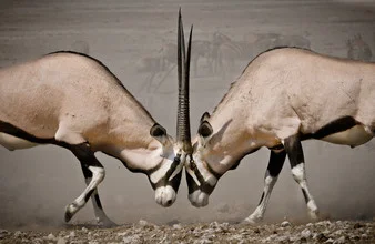 Photo art by Simone Sbaraglia: two Oryx in a symmetrical duel