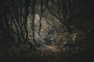 Madeira - Spooky Woods - Fineart photography by Jean Claude Castor