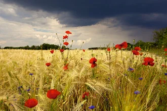 Fotokunst von Jens Kalanke: bunte Blumen im Feld unter einem dramatischen Himmel