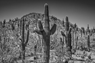 Melanie Viola, Landschaft in Arizona schwarz-weiß (Vereinigte Staaten, Nordamerika)