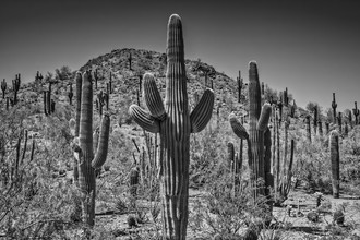 Melanie Viola, Arizona Landscape black & white - United States, North America)