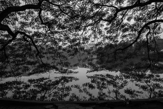 Ruhiger See in Vietnam mit sanften Ästen und Blättern, die die Stille umarmen.