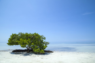 Melanie Viola, FLORIDA KEYS Lonely Tree