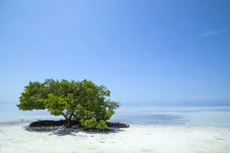 Photo art by Melanie Viola: Lonely tree by the beach with ocean view