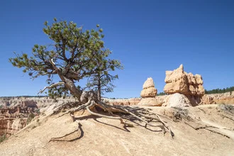 Photo art by Melanie Viola: View of Bryce Canyon with old tree and striking rock formations