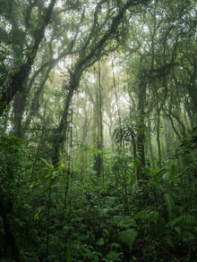 Johann Oswald, Santa Elena Cloud Forest 1