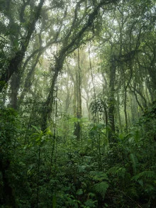 Photo art by Johann Oswald: misty forest in Costa Rica with lush greenery