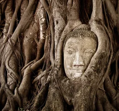 Photo art by Jens Benninghofen: Buddha head embraced by roots in Thailand