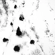 Photo art by Martina Fischer: fir tree in snow with mountain backdrop