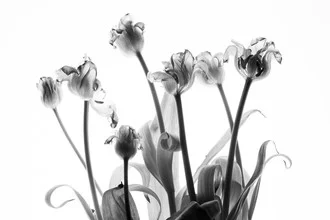 Photo of a colorful tulip in soft light, evoking feelings of spring.