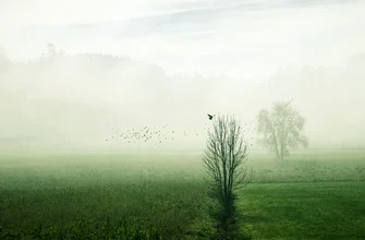 Photo art by Martina Fischer: birds flying through misty woods