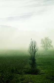 Fotokunst von Martina Fischer: ruhige Nebelstimmung mit Vogel auf einem Baum