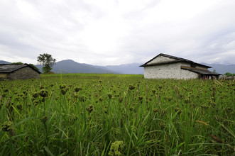 Markus Hertrich, Hirse Feld