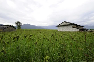 Photo art by Markus Hertrich: millet field in Nepal with mountains in the background