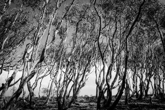 Photo art by Ezra Portent: Dramatic tree landscape under a cloudy sky