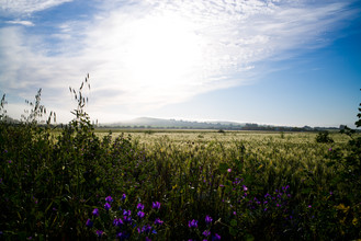 Simon Bode, Fields of Gold