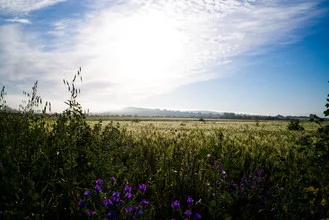 Photo art by Simon Bode: expansive field of golden flowers in Andalusia.