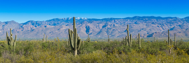 Marc Rasmus, Cacti Panorama (Vereinigte Staaten, Nordamerika)